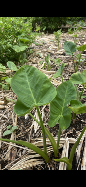 taro leave